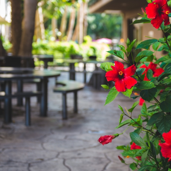 Flowers bloom in the seating area outside Starbucks