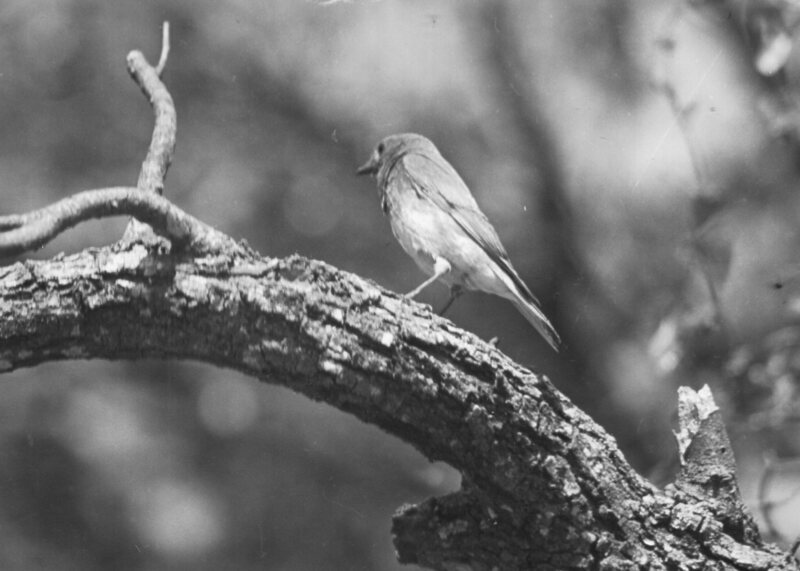 Male Eastern Bluebird. 1944.