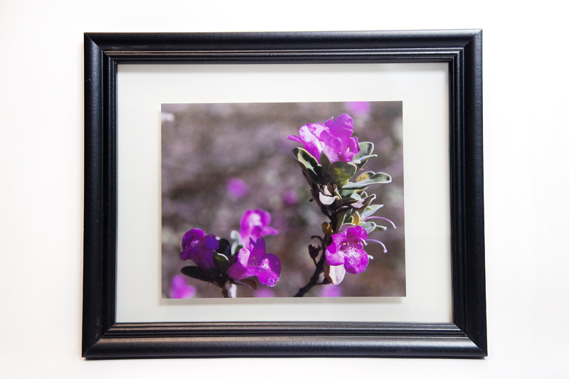 Image of small purple flowers.