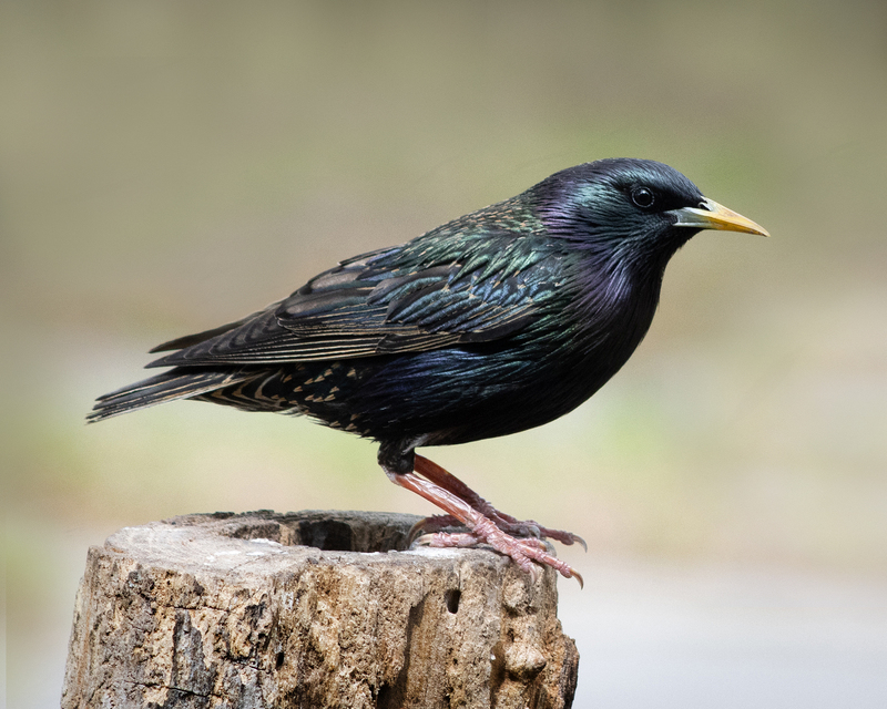 A American Starling bird on a tree bark that is faced east of the photo. the bird and the tree bark is in focus while the background is a blurred. 
