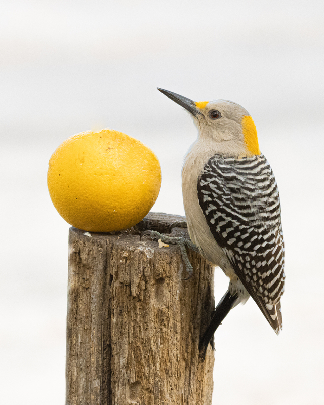 A Golden-fronted Woodpecker bird standing on a tree bark with a lemon on the tree bark as well. Only the bird, tree bark, and lime are in focused while the background is a whiteish blurred background. 