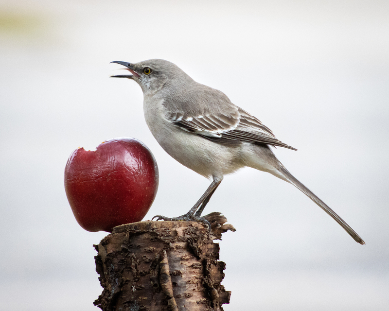 A Northern Mockingbird standing on a tree bark with an apple, that's also on the tree bark, in front of the bird.