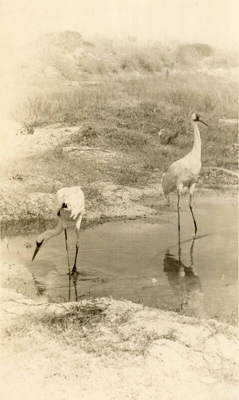 Two whooping cranes stand in water. 