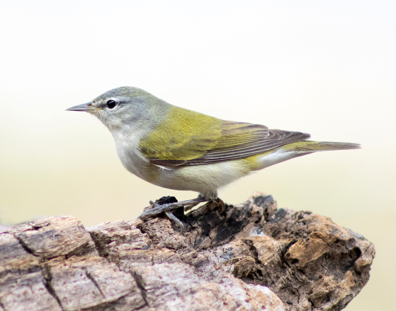 A Pine Warbler bird standing on a rock in the center of the shot. 