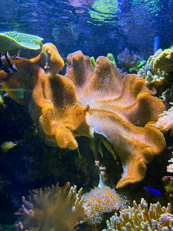 A colorful image of an underwater scene with coral, anemones, and fish. The center of the image includes a clown fish and the underside of the water's surface is visible at the top of the image.