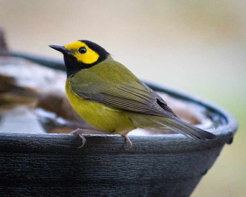 A Hooded Warbler on the edge of a black bird bath in the center or the shot.