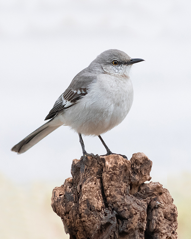 A Northern Mockingbird standing on a tree bark in the center of the shot. 