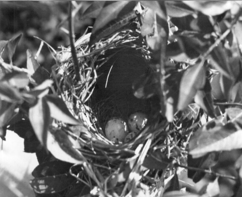 Nest and eggs of Redwing Blackbird. 1942.