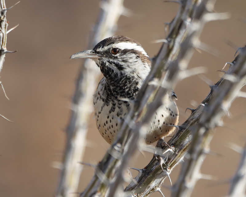 A Cactus Wren standing on what looks like a tree branch. Only the bird and two tree branches, including the branch the bird is standing on is in focus. The other branches in the photo are out of focus and the background is a blurred. 