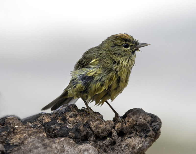 A Pine Warbler bird standing on a tree bark, or a rock, in the center of the shot. 