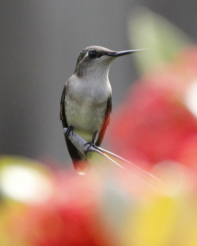 A close up of a Rub-throated Hummingbird on a branch in the center of the photo. With a blurred out background of the colors gray, pinkish red, green, and yellow.