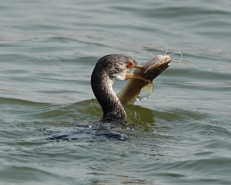 A Great Cormorant bird in the water with a catfish in its mouth in the center of the shot. 
