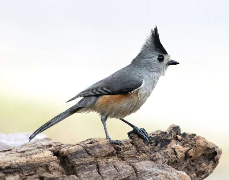 A Black-crested Titmourse bird standing on a tree bark in the center of the shot.