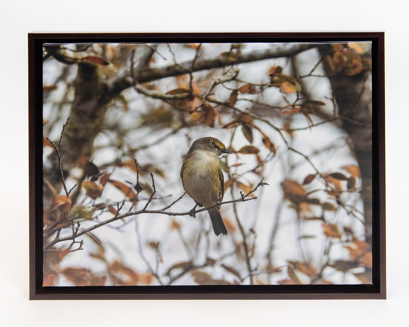 Image of bird on branch.