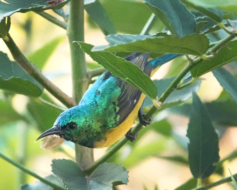 A Collared Sunbird on a plant stem in the center of the shot. 