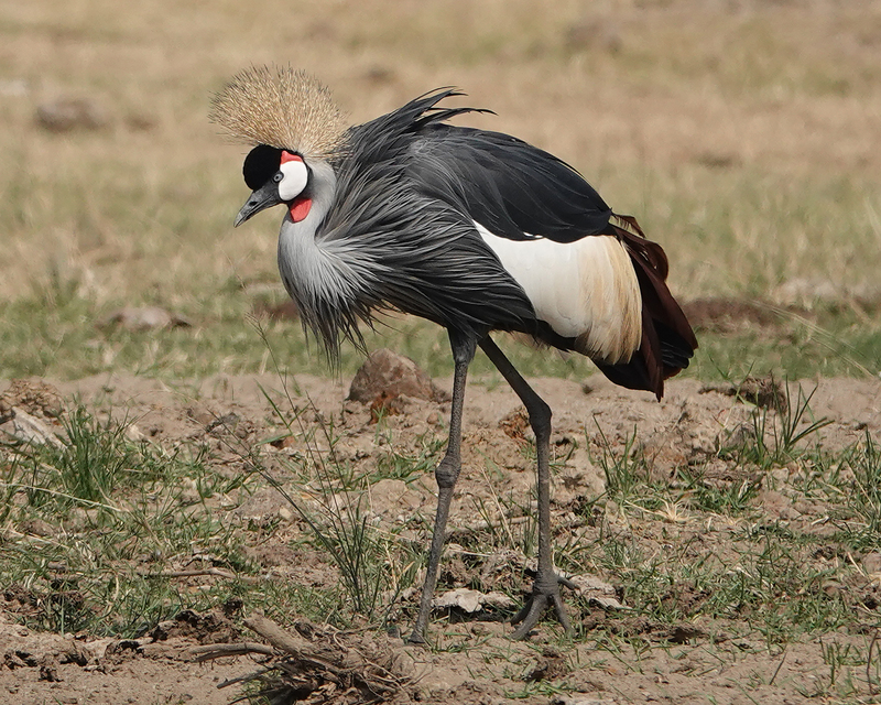 A Gray Crowned Crane (National Bird of Uganda) standing on the ground in the center of the shot. 
