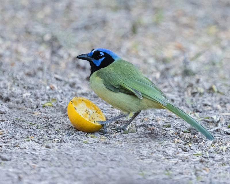 A Green Jay in the center of the shot while holding a lemon to the ground with its foot. 