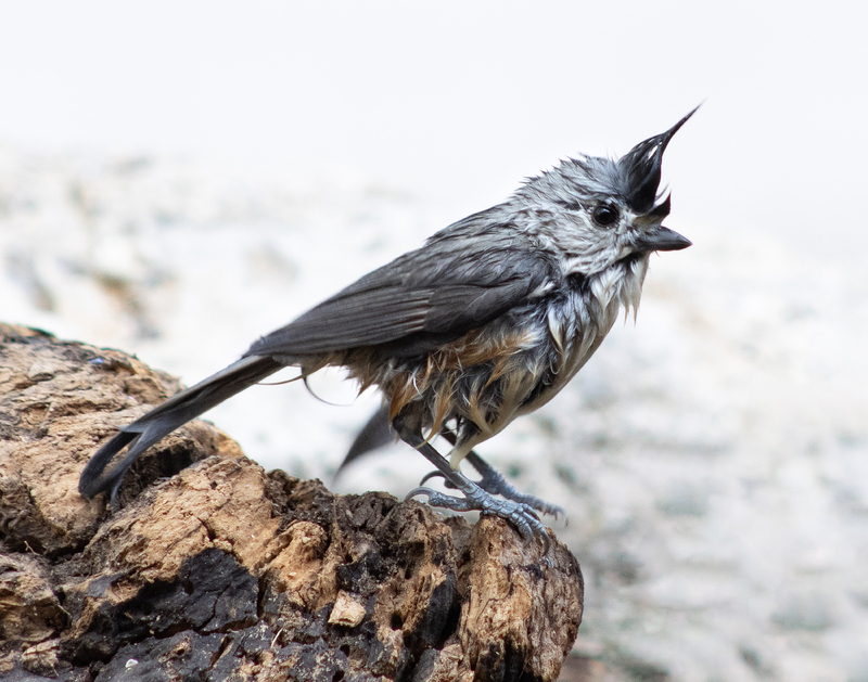 A Black-crested Titmourse bird standing on a tree bark in the center of the shot. 