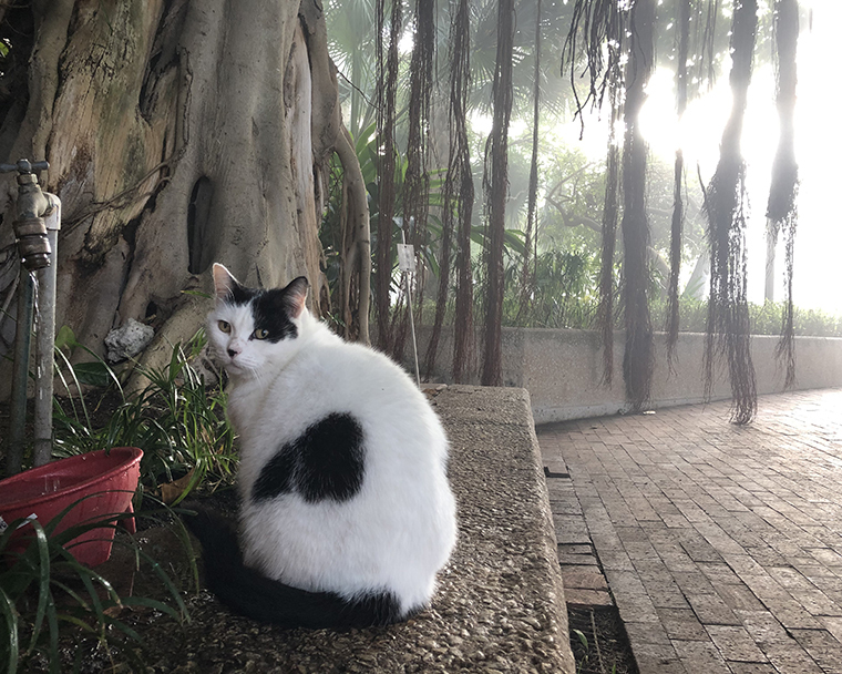 Color photograph of a black and white cat in a misty overgrown patio. The cat is sitting next to a water faucet dripping in to a bright red bowl.