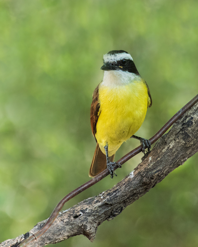 A Great Kiskadee bird standing on a tree branch in the center of the photo. The bird and tree branch are in focus with a green blurred background.