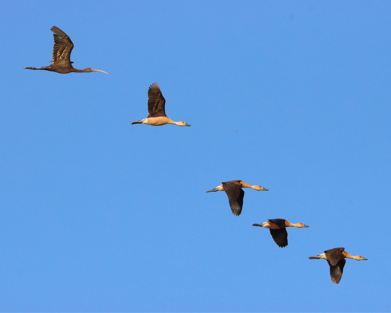 White-faced Ibis flying among Fulvous Whistling-Duckson a blue sky.