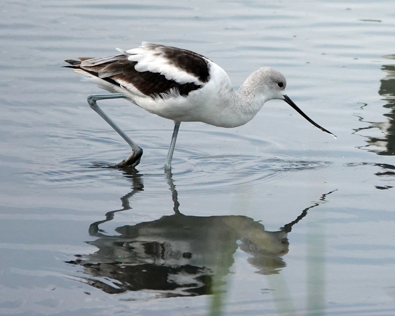 A American Avocet bird standing on one foot in the water with the other foot just poking at the surface of the water. It is standing in an angle since it looks like the bird bulled its head back from having its beak in the water.  There is a reflection of the bird in the water. 