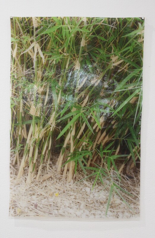 Transparent canvas peel depicting a dense cluster of bamboo stalks and leaves with a light-colored mulch ground covering.