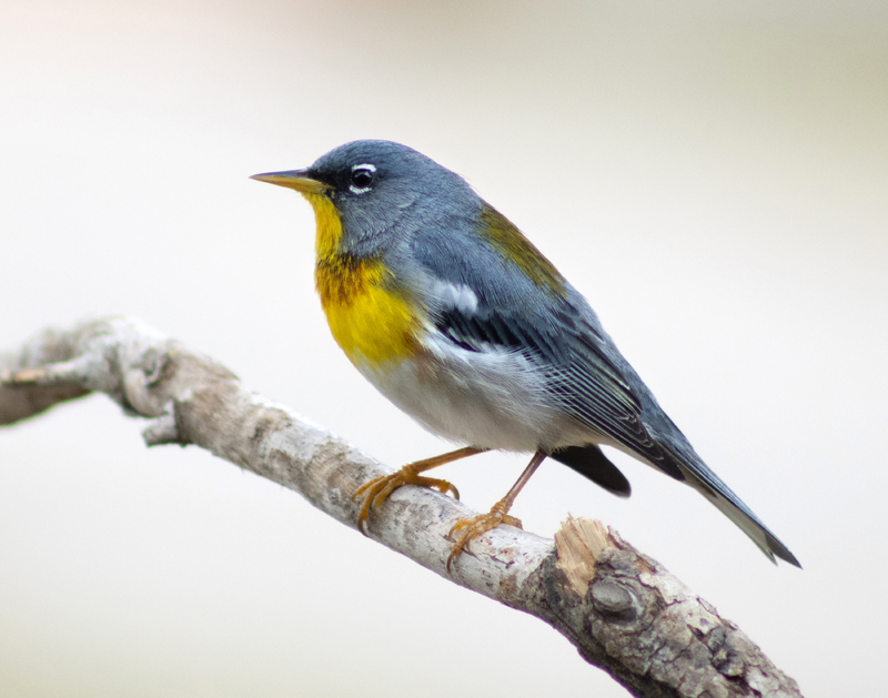 A Northern Parula bird standing on a tree branch in the center of the shot. 