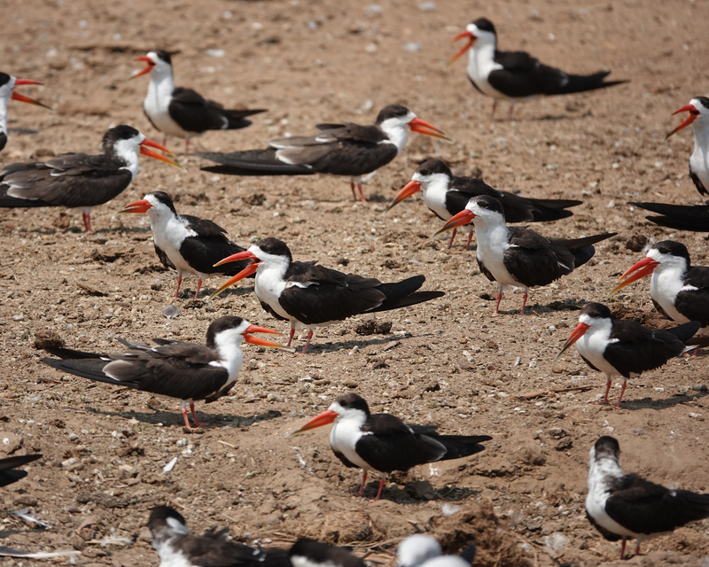 Several African Skimmers birds standing on the ground. 