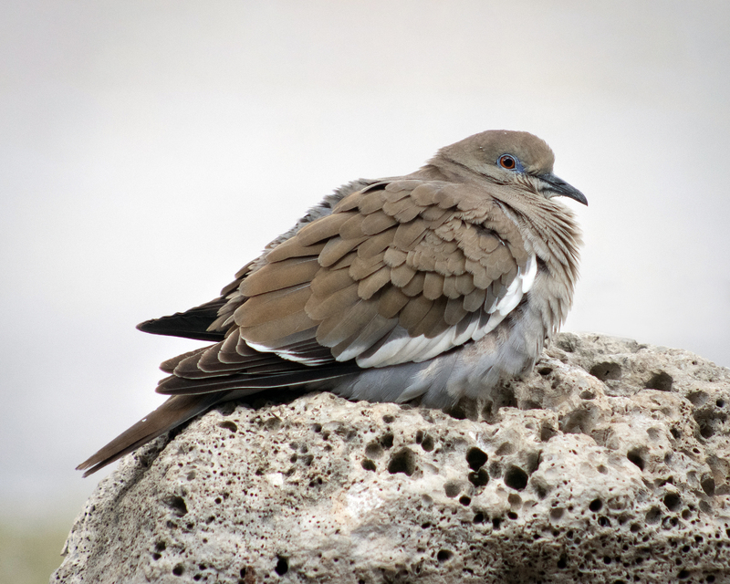 A White-winged Dove bird sitting on a rock in the center of the shot. 