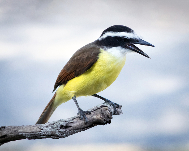A Great Kiskadee bird on a branch. the bird is in the center of the picture while the branch is coming from the lower left of the photo to the center. It is a close up, the bird and branch are in focus with a blurred white background. The bird also has its beak open.