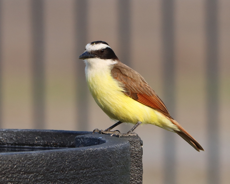 A Great Kiskadee in the middle of the shot standing on what looks like a black concrete bird bath.  The background is blurred except for the bird and the bird bath.
