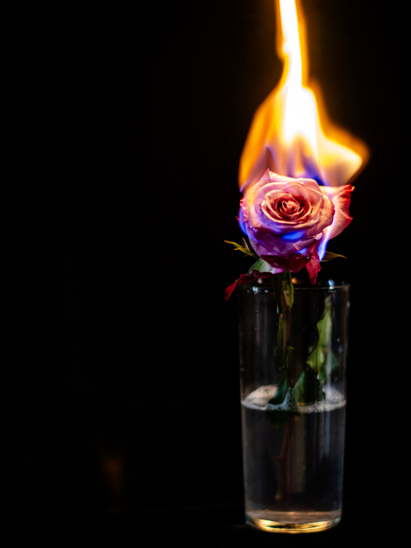 A pink rose in a glass of water with its top engulfed in flames against a black background.
