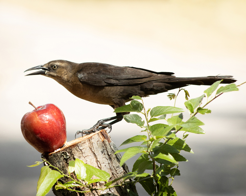 A Grackle bird on a tree bark, that has  a tree branch of leaves next to it, with an apple in the center of the shot. The bird, apple, tree bark and tree branch with the leaves are in focus while the background is blurred.