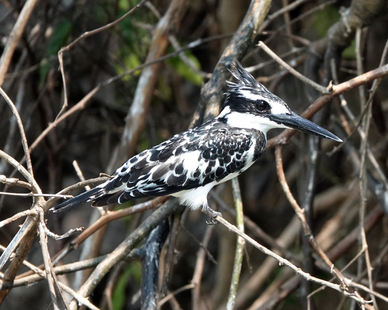 A Pied Kingfisher bird standing on a twig in the center of the shot. 