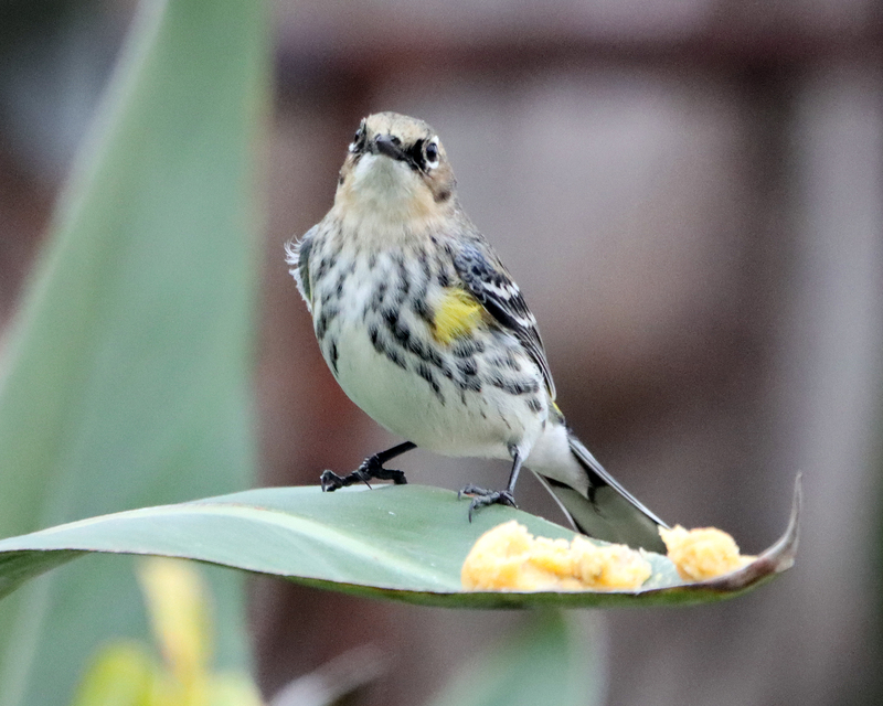 A  Yellow-rumped Warbler standing on a leaf with some bread crumbs. The Yellow-rumped Warbler bird is in the middle of the shot and in focus. The leaf it is standing on is in focus too but everything else is blurred. 