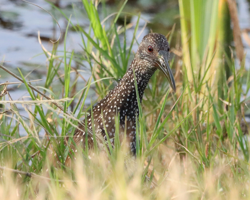 A  Spotted Rail in the center of the shot looking at something in the grassy water. There is water in the background and looks like the Spotted Rail is standing in the grassy water.
