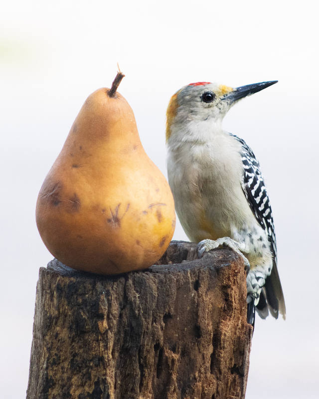 A Golden-fronted Woodpecker bird standing on a tree bark with a pear on the tree bark as well. Only the bird, tree bark, and the pear are in focused while the background is a whiteish blurred background. 