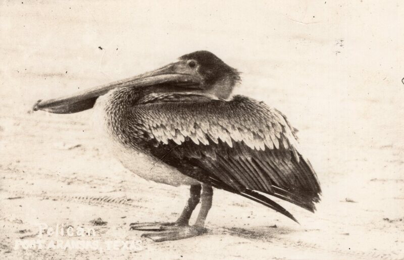 Bird Photo Postcard Pelican Port Aransas, Texas