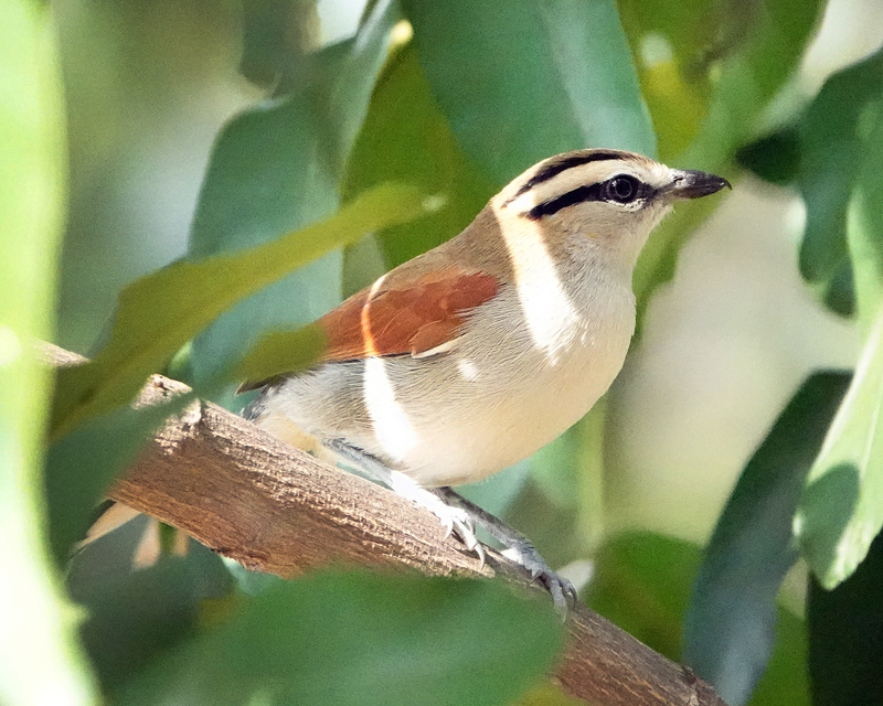 A Black-crowned Tchagra bird standing on a branch in the center of the shot. 