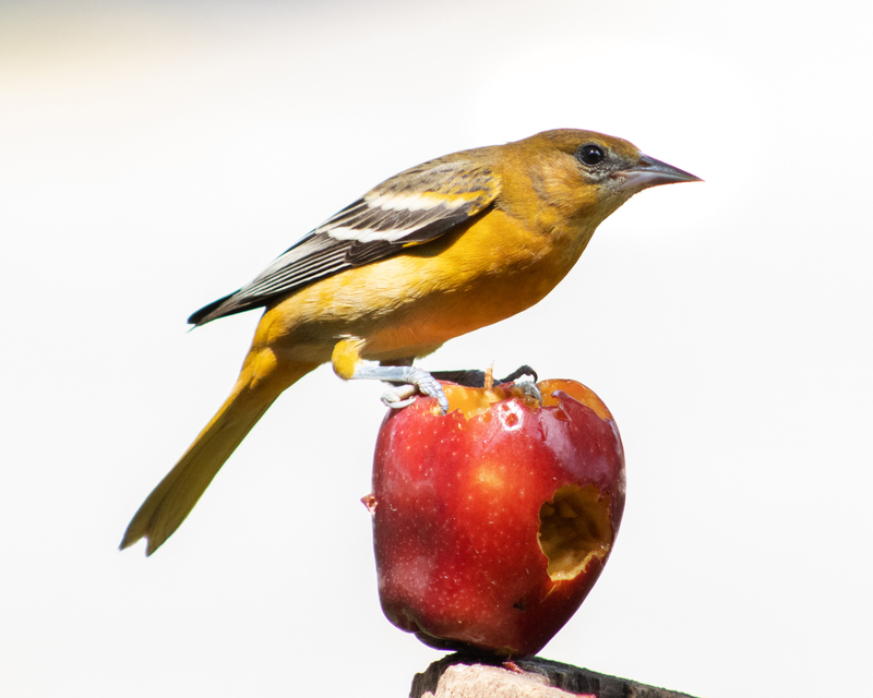 A Baltimore Oriole bird holding a somewhat eaten apple. Which the apple is on a tree bark. The bird, apple, and tree bark is all in focus in the middle of the shot while the background is blurred and or the background is just a simple white background of something. 