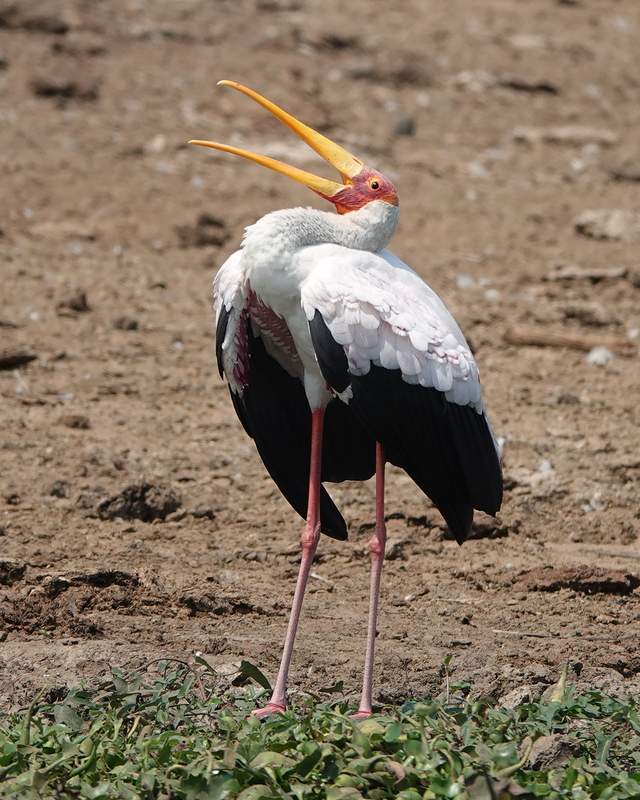 A Yellow-billed Stork bird standing on some grass leaf things on the ground in the center of the shot with its mouth open towards the sky. 