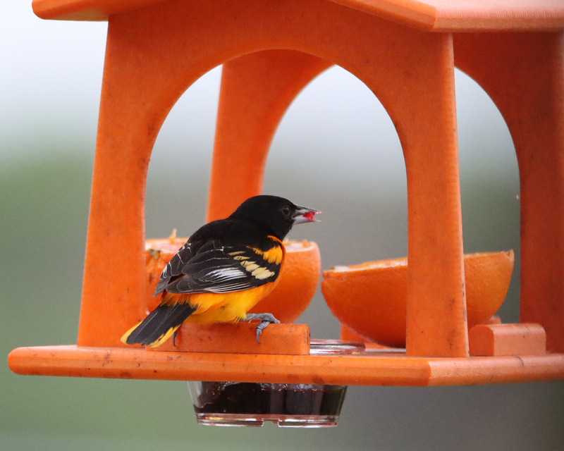 A Baltimore Oriole standing on a red bird feeder eating or drinking something red in the middle of the shot.  The Baltimore Oriole and the red bird feeder are in focus while everything else in the background is blurred. 