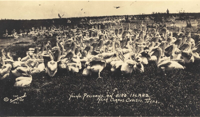Bird Photo Postcard, Young Pelicans on Bird Island Near Corpus Christi Texas
