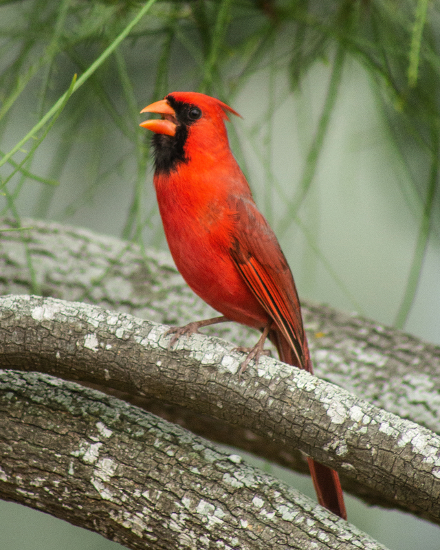 A Northern Cardinal bird standing on a tree branch in the center of the shot. 
