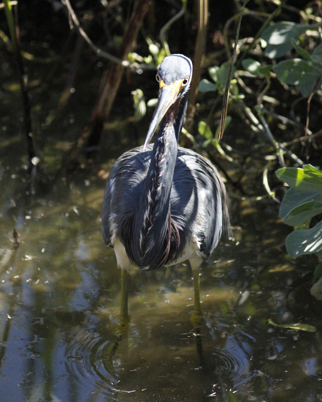 A Tricolored Heron standing in water where the sunlight is hitting its head. The Tricolored Heron is in the middle of the shot with plants and stems on the border of the photo.  This is also a close up of the Tricolored Heron and everything in the shot is clear. 