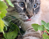 A closeup image of a striped cat in green leaves. The image is cropped above the cats blue eyes and halfway along a front leg outstretched.  The cat is looking at something to the photographer's right. The tip of the cat's pink tongue is visible, licking up towards its nose. A small silver bell can be seen on the cat's collar.