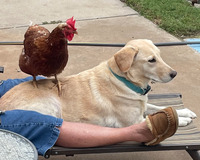 An outdoor image with  the bottom half of a patio lounge chair on a cement walk. A person sits in the chair with legs outstretched, wearing short denim pants and fuzzy lined moccasins. The top of the person and the chair are out of the frame. Between the persons legs is a large biscuit colored dog with a teal collar, facing away from the person. One top of the dog is a red chicken, perched on the back of the dog - also facing away from the person. The wattle and crest of the chicken are bright red. A patch of lawn, a corner of a round patio table, and a garden hose can be seen in the picture.