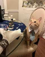 A biscuit colored cat with white collar and blue and white striped bow tie sits on a dining room chair. The chair is pushed up to a glass topped table with table runner, candles, dishes, and a white napkin in a ring. A window and corner cabinet can be seen in the background. There are dishes with a floral pattern in the cabinet. The cat is looking expectedly up at something to the left of the photographer.
