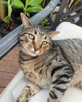 A tawny colored tabby cat with yellow eyes rests on an outdoor chair. The cat is on it's right side with its head leaning against the right armrest of the chair. The cat is looking at the photographer, with only it's upper body visible in the photograph. The wooden porch floor and plants can be seen in the background.